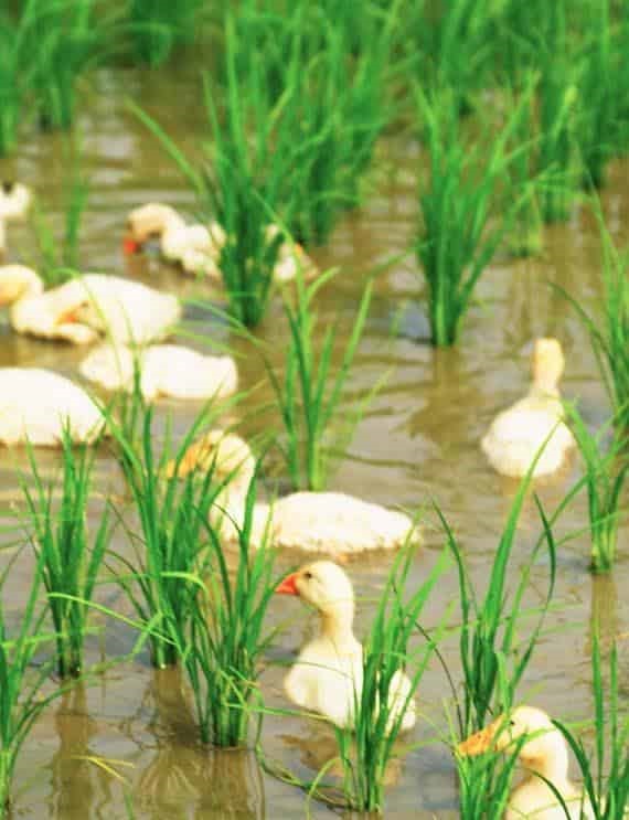 「呷飯(puīnn) 配滷蛋:宜蘭米故事特展」策展人來解密囉!(二)