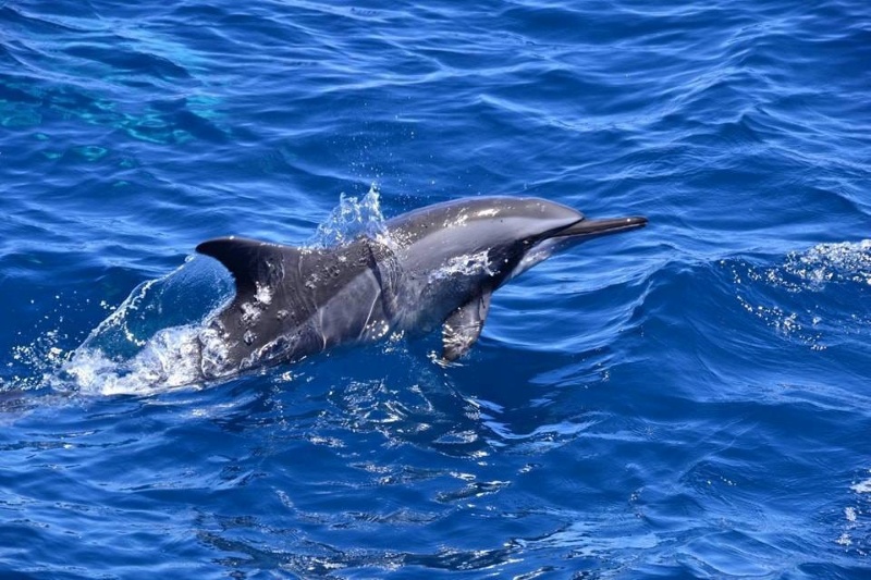 飛旋海豚：宜蘭最常見的海上精靈，用旋轉、跳躍的曼妙舞姿，深受大小朋友們喜愛。