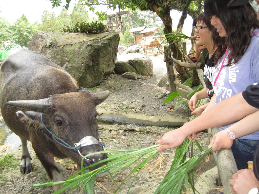 頭城休閒農場活動體驗照